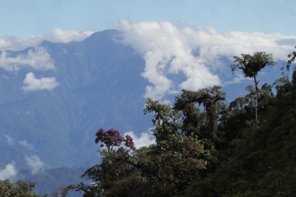 Colombia, Colombia Birding, Andes Birding, Colombia Birding Tour, Andes Birding Tour, Cali Birding Tour, Naturalist Journeys