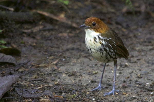 Antpitta, Colombia, Colombia Birding, Andes Birding, Colombia Birding Tour, Andes Birding Tour, Cali Birding Tour, Naturalist Journeys