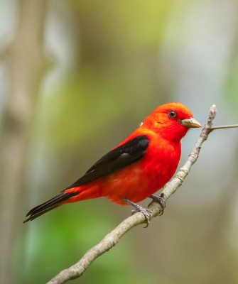 Birding Ohio
