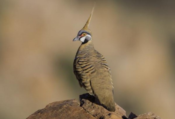 Spinifex Pigeon, Australia, Australia Nature Tour, Australia Birding Tour, Australia Wildlife Tour, Naturalist Journeys