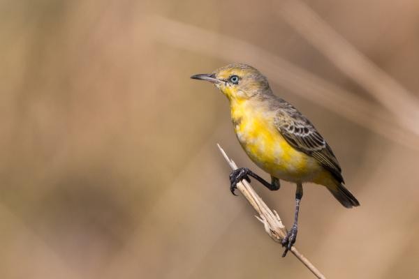 Yellow Chat, Australia, Australia Nature Tour, Australia Birding Tour, Australia Wildlife Tour, Naturalist Journeys