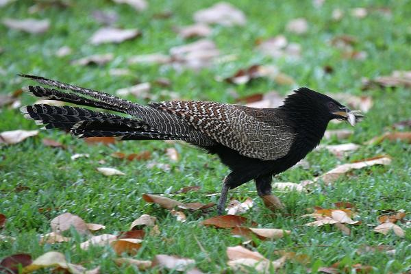 Pheasant Coucal, Australia, Australia Nature Tour, Australia Birding Tour, Australia Wildlife Tour, Naturalist Journeys