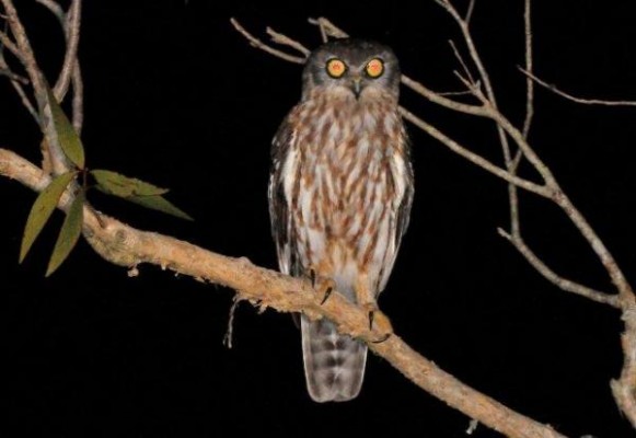 Barking Owl, Australia, Australia Nature Tour, Australia Birding Tour, Australia Wildlife Tour, Naturalist Journeys