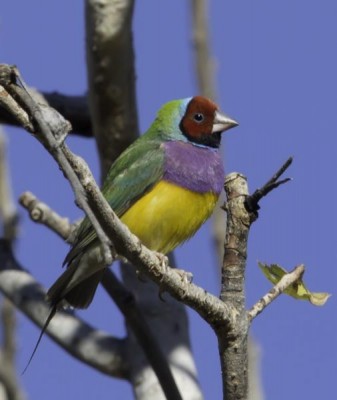 Gouldian Finch, Australia, Australia Nature Tour, Australia Birding Tour, Australia Wildlife Tour, Naturalist Journeys