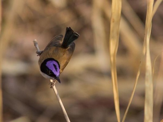 Purple-crowned Fairy-Wren, Australia, Australia Nature Tour, Australia Birding Tour, Australia Wildlife Tour, Naturalist Journeys