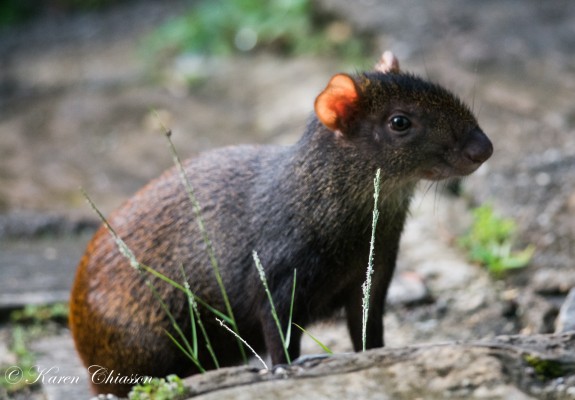 Agouti, Trinidad Nature Tour, Trinidad Birding Tour, Trinidad Wildlife Tour, Naturalist Journeys