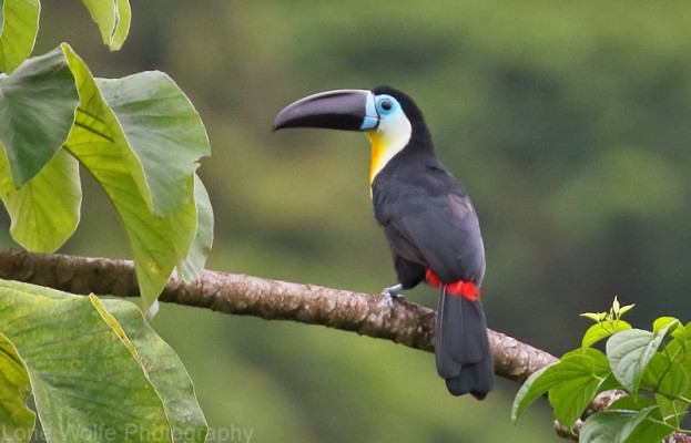 Channel-biled Toucan, Trinidad Nature Tour, Trinidad Birding Tour, Trinidad Wildlife Tour, Naturalist Journeys