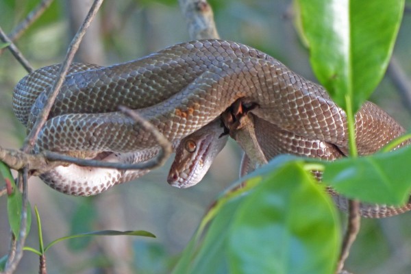 Cooks Tree Boa, Trinidad Nature Tour, Trinidad Birding Tour, Trinidad Wildlife Tour, Naturalist Journeys