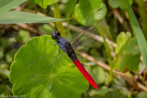 Flame-tailed Pondhawk, Trinidad Nature Tour, Trinidad Birding Tour, Trinidad Wildlife Tour, Naturalist Journeys