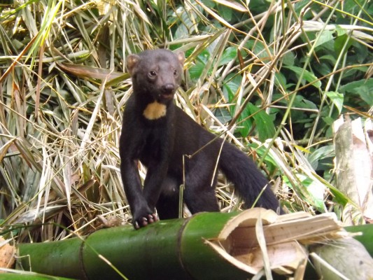 Tayra, Trinidad Nature Tour, Trinidad Birding Tour, Trinidad Wildlife Tour, Naturalist Journeys