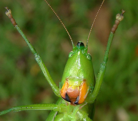 Katydid, Trinidad Nature Tour, Trinidad Birding Tour, Trinidad Wildlife Tour, Naturalist Journeys