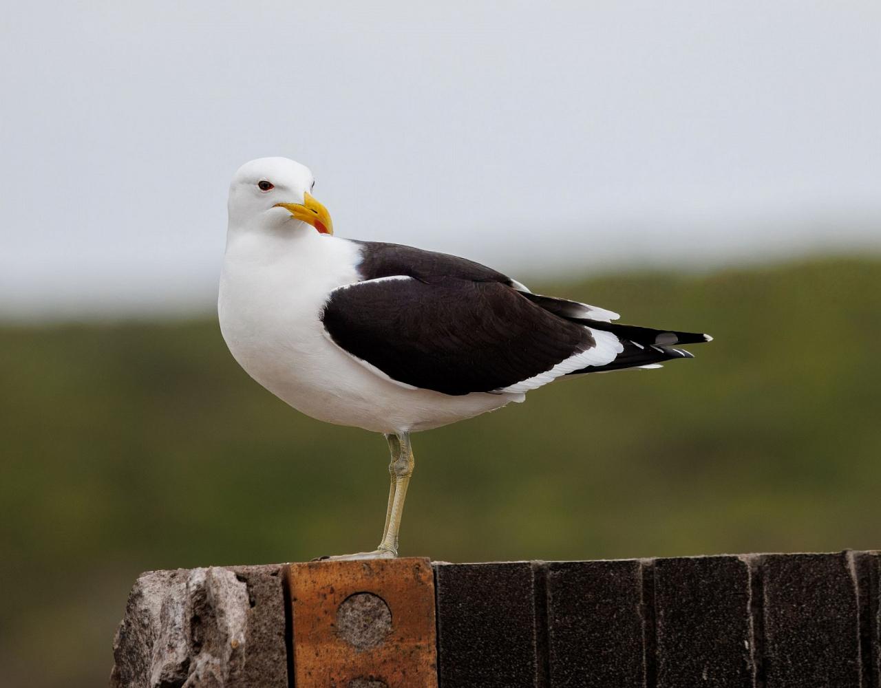 Birding South Africa, Bird watching South Africa, Cape Town, African birds, African Safari, Naturalist Journeys, Wildlife Tour, Wildlife Photography, Ecotourism, Specialty Birds, Endemic Birds, Birding Hotspot