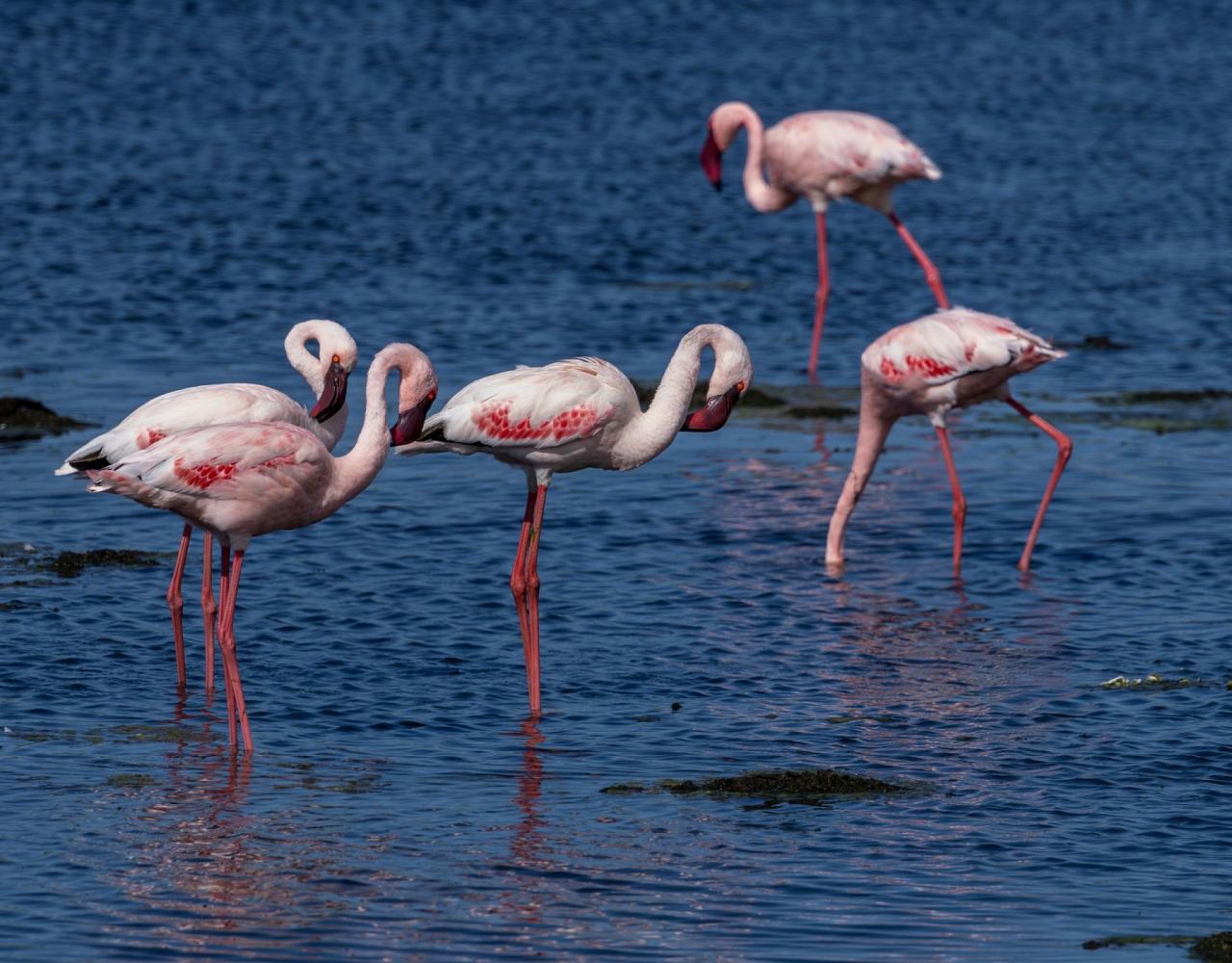 Birding South Africa, Bird watching South Africa, Cape Town, African birds, African Safari, Naturalist Journeys, Wildlife Tour, Wildlife Photography, Ecotourism, Specialty Birds, Endemic Birds, Birding Hotspot