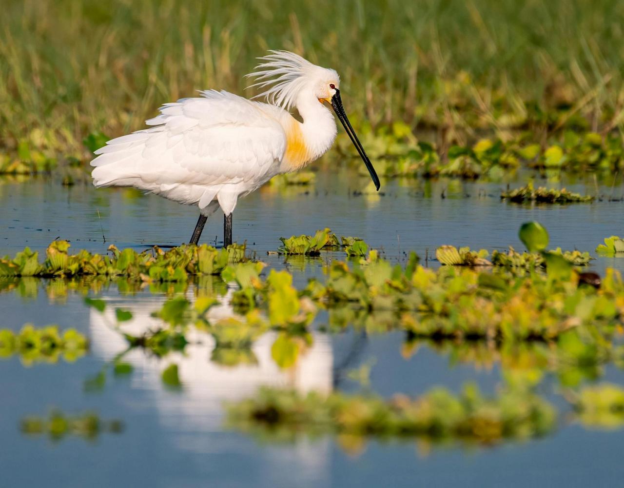 Birding Belgium, Bird Watching the Netherlands, European Birds, Naturalist Journeys, Wildlife Tour, Wildlife Photography, Ecotourism, Specialty Birds