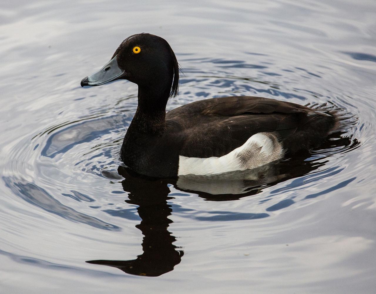 Birding Belgium, Bird Watching the Netherlands, European Birds, Naturalist Journeys, Wildlife Tour, Wildlife Photography, Ecotourism, Specialty Birds