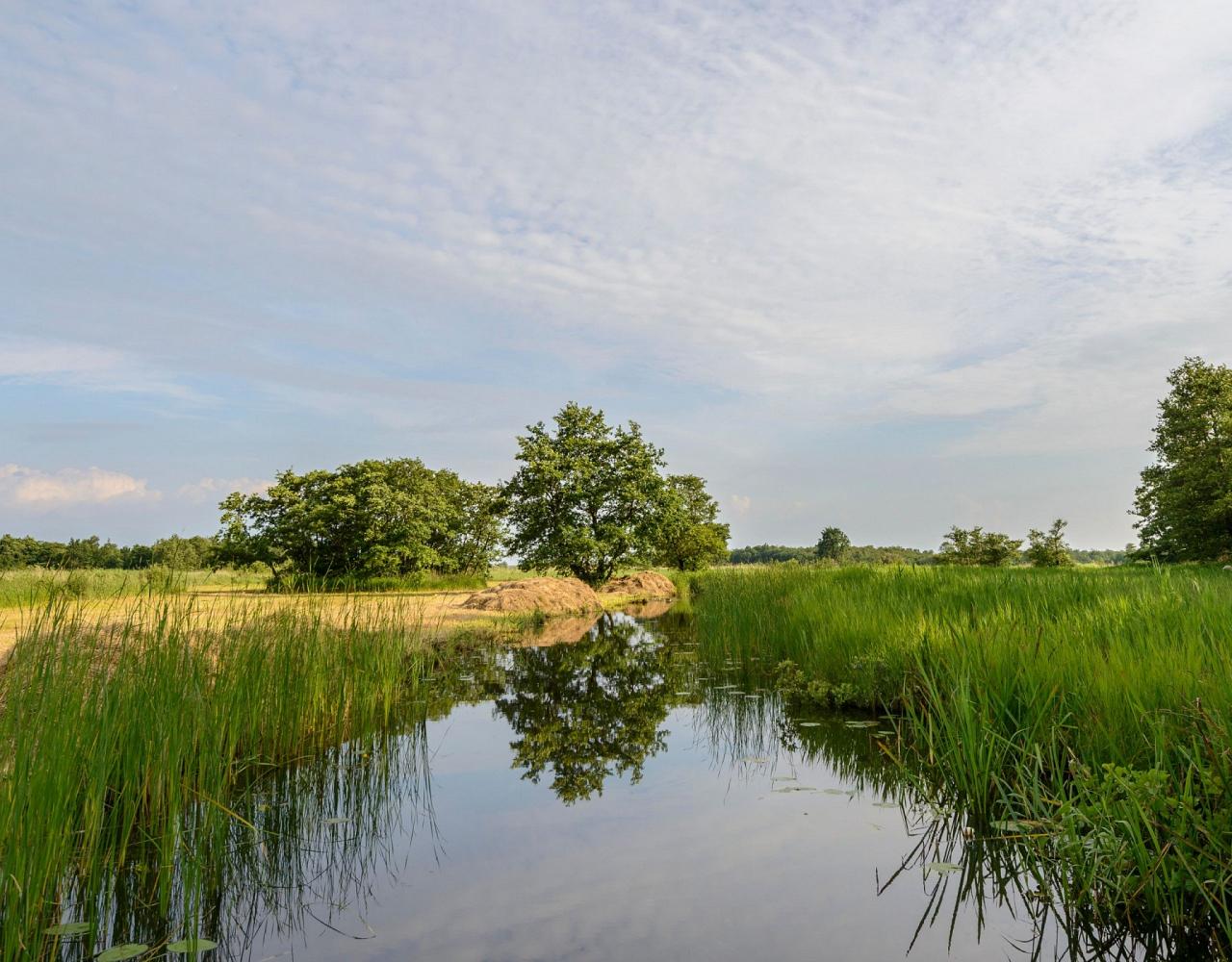 Birding Belgium, Bird Watching the Netherlands, European Birds, Naturalist Journeys, Wildlife Tour, Wildlife Photography, Ecotourism, Specialty Birds