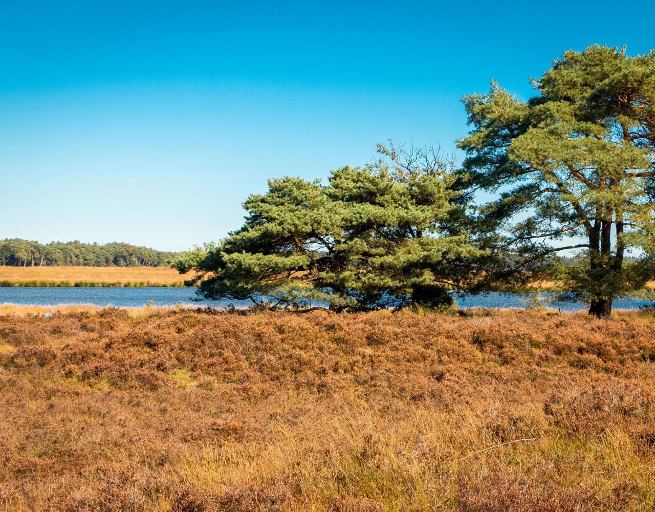 Birding Belgium, Bird Watching the Netherlands, European Birds, Naturalist Journeys, Wildlife Tour, Wildlife Photography, Ecotourism, Specialty Birds