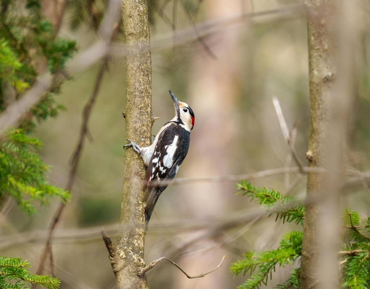 Birding Belgium, Bird Watching the Netherlands, European Birds, Naturalist Journeys, Wildlife Tour, Wildlife Photography, Ecotourism, Specialty Birds