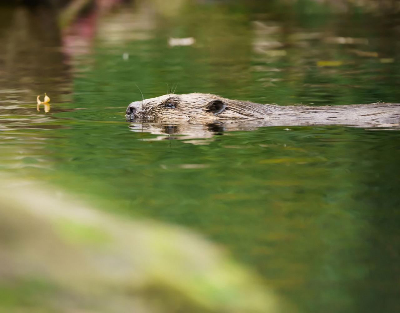 Birding Belgium, Bird Watching the Netherlands, European Birds, Naturalist Journeys, Wildlife Tour, Wildlife Photography, Ecotourism, Specialty Birds