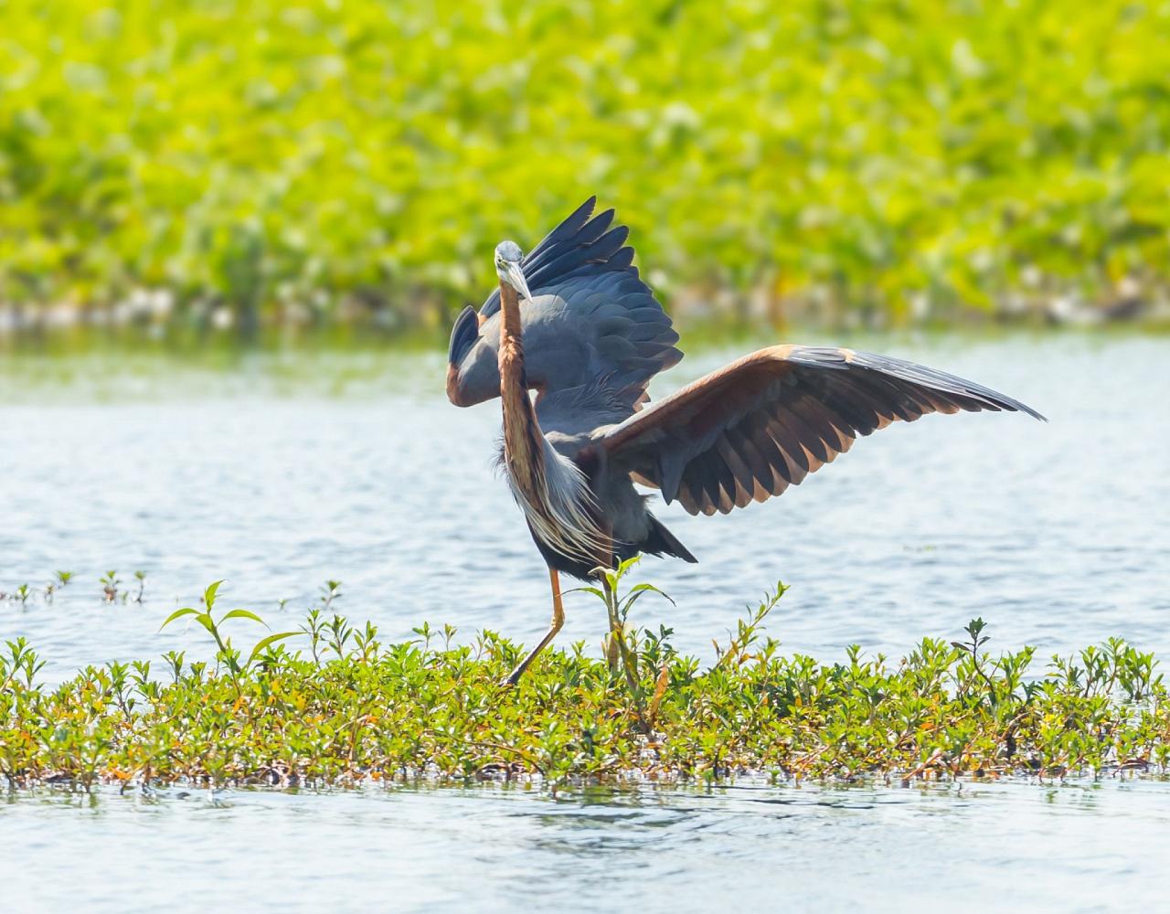 Birding Belgium, Bird Watching the Netherlands, European Birds, Naturalist Journeys, Wildlife Tour, Wildlife Photography, Ecotourism, Specialty Birds