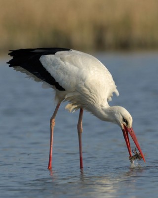 Birding Belgium, Bird Watching the Netherlands, European Birds, Naturalist Journeys, Wildlife Tour, Wildlife Photography, Ecotourism, Specialty Birds