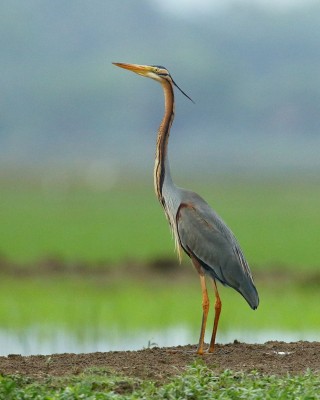 Birding Belgium, Bird Watching the Netherlands, European Birds, Naturalist Journeys, Wildlife Tour, Wildlife Photography, Ecotourism, Specialty Birds