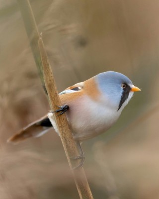 Birding Belgium, Bird Watching the Netherlands, European Birds, Naturalist Journeys, Wildlife Tour, Wildlife Photography, Ecotourism, Specialty Birds