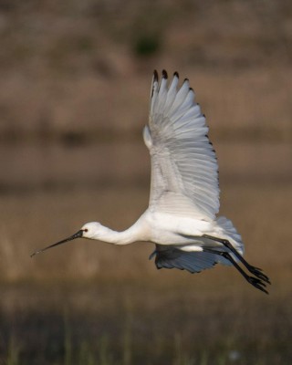 Birding Belgium, Bird Watching the Netherlands, European Birds, Naturalist Journeys, Wildlife Tour, Wildlife Photography, Ecotourism, Specialty Birds