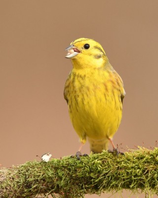 Birding Belgium, Bird Watching the Netherlands, European Birds, Naturalist Journeys, Wildlife Tour, Wildlife Photography, Ecotourism, Specialty Birds