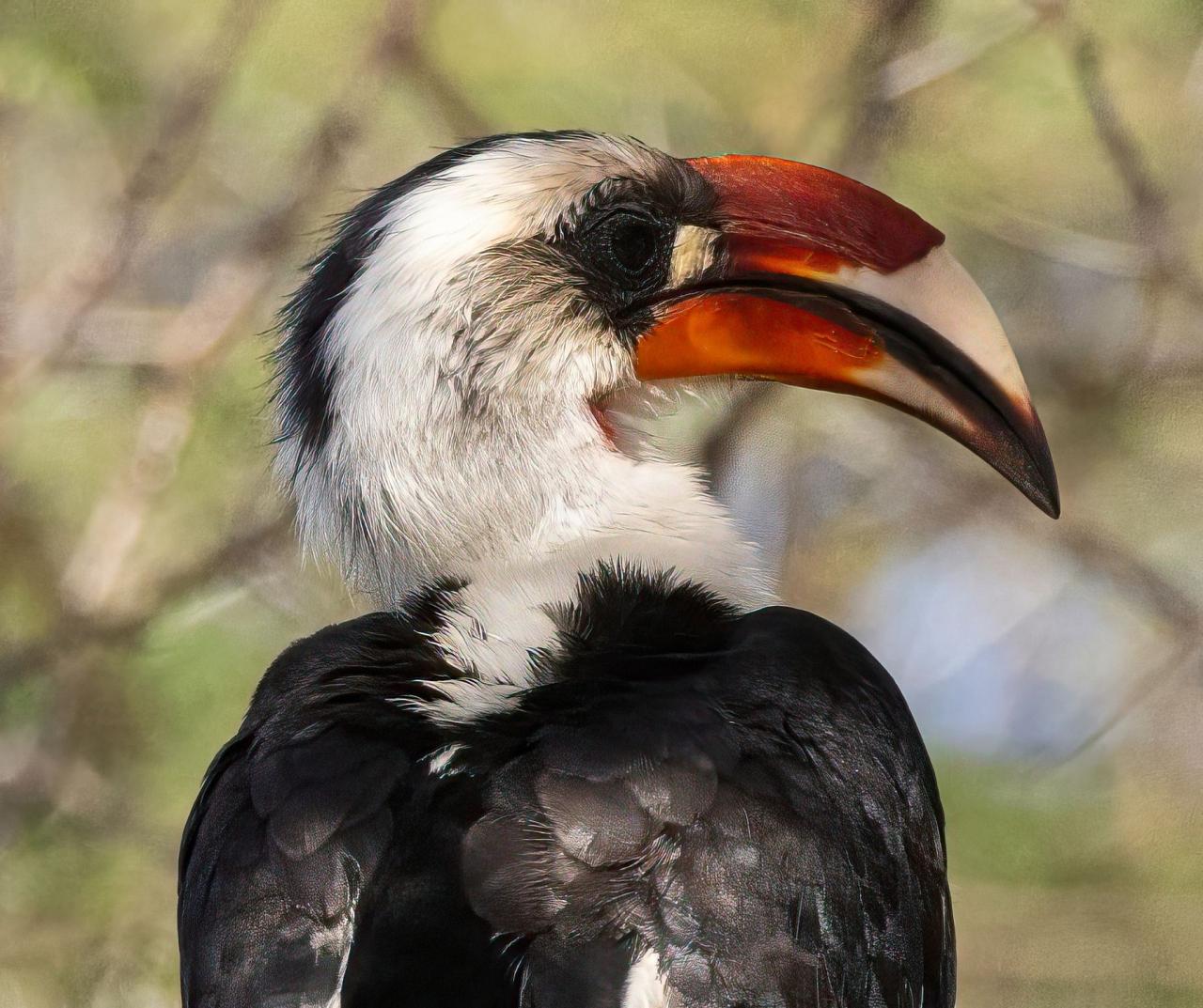 Birding Tanzania, Birding Africa, Southern Tanzania, Naturalist Journeys, Wildlife Tour, Wildlife Photography, Ecotourism, Specialty Birds, Endemic Birds, Birding Hotspot 