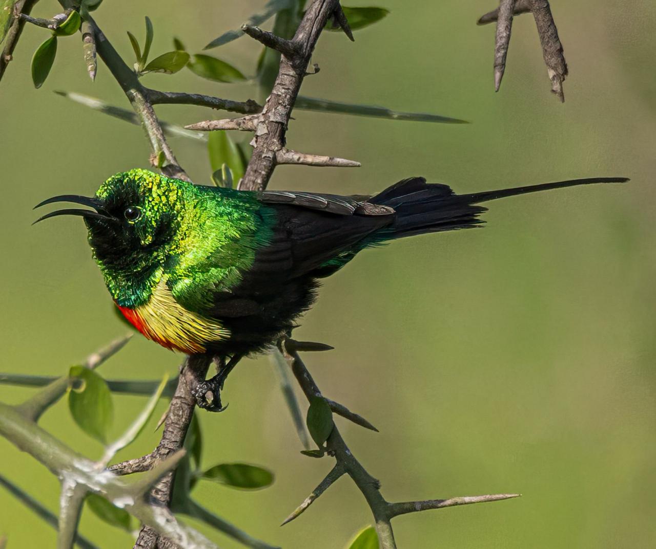 Birding Tanzania, Birding Africa, Southern Tanzania, Naturalist Journeys, Wildlife Tour, Wildlife Photography, Ecotourism, Specialty Birds, Endemic Birds, Birding Hotspot 
