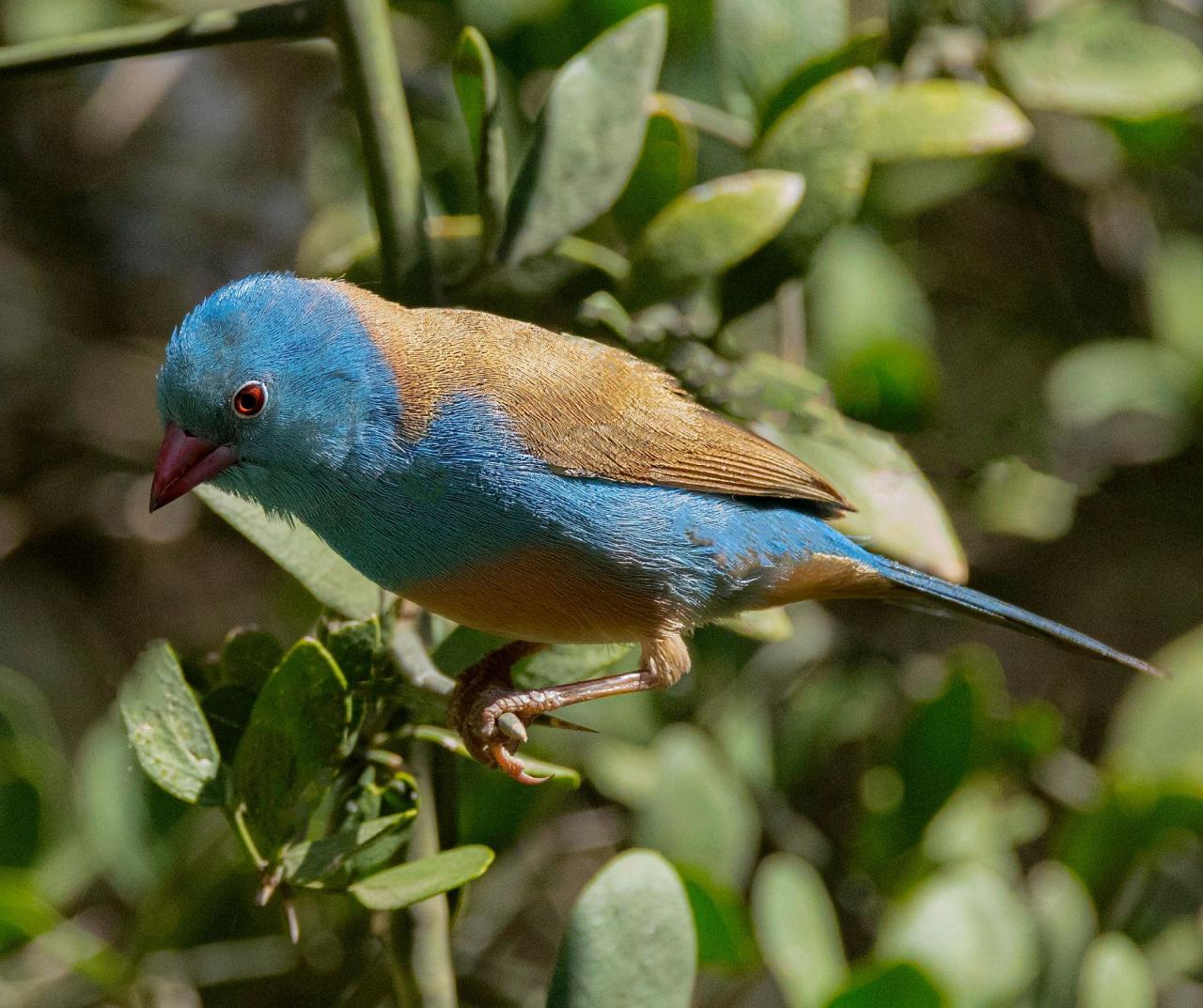 Birding Tanzania, Birding Africa, Southern Tanzania, Naturalist Journeys, Wildlife Tour, Wildlife Photography, Ecotourism, Specialty Birds, Endemic Birds, Birding Hotspot 
