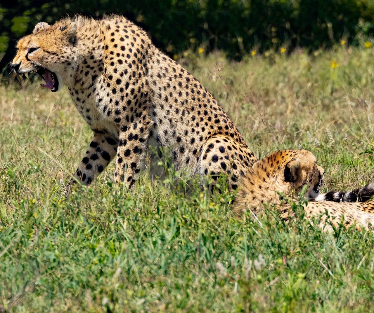 Birding Tanzania, Birding Africa, Southern Tanzania, Naturalist Journeys, Wildlife Tour, Wildlife Photography, Ecotourism, Specialty Birds, Endemic Birds, Birding Hotspot 