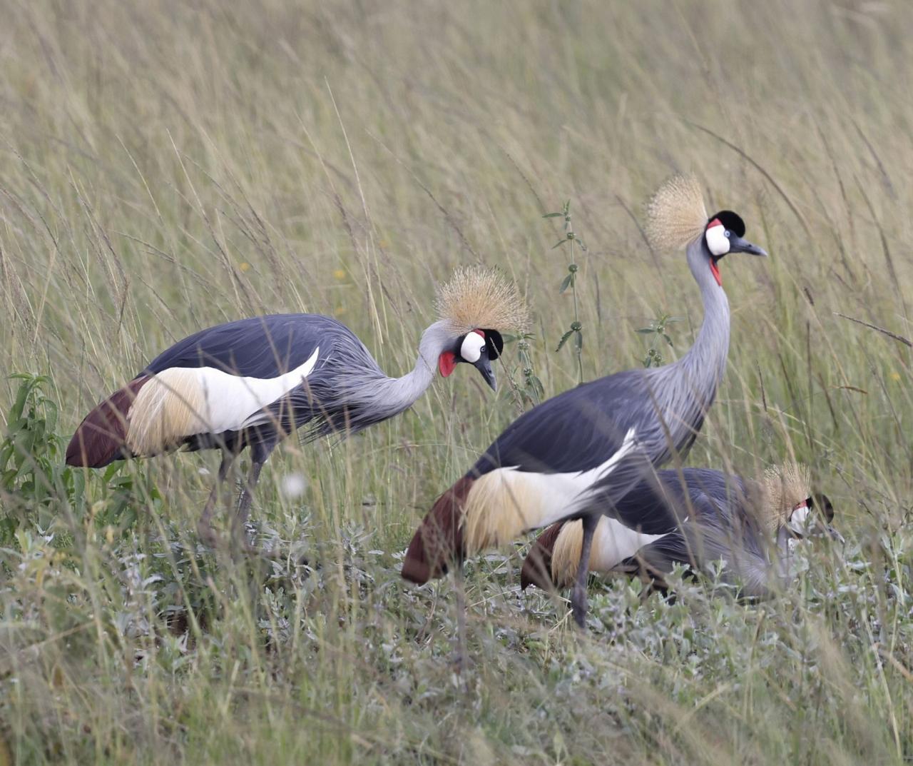 Birding Tanzania, Birding Africa, Southern Tanzania, Naturalist Journeys, Wildlife Tour, Wildlife Photography, Ecotourism, Specialty Birds, Endemic Birds, Birding Hotspot 