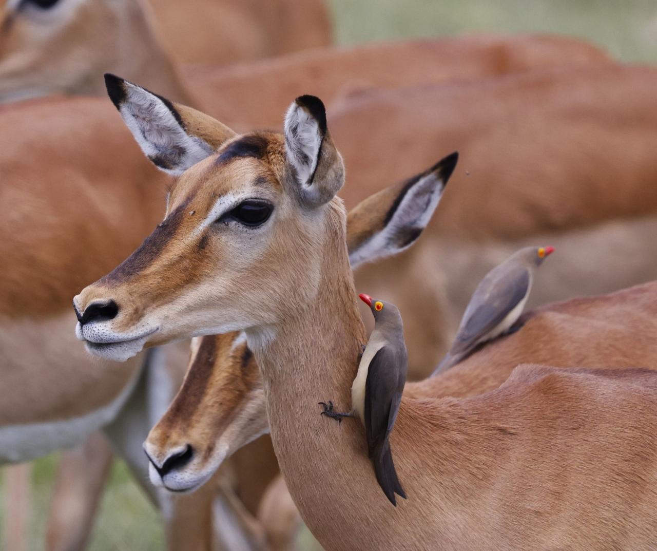 Birding Tanzania, Birding Africa, Southern Tanzania, Naturalist Journeys, Wildlife Tour, Wildlife Photography, Ecotourism, Specialty Birds, Endemic Birds, Birding Hotspot 