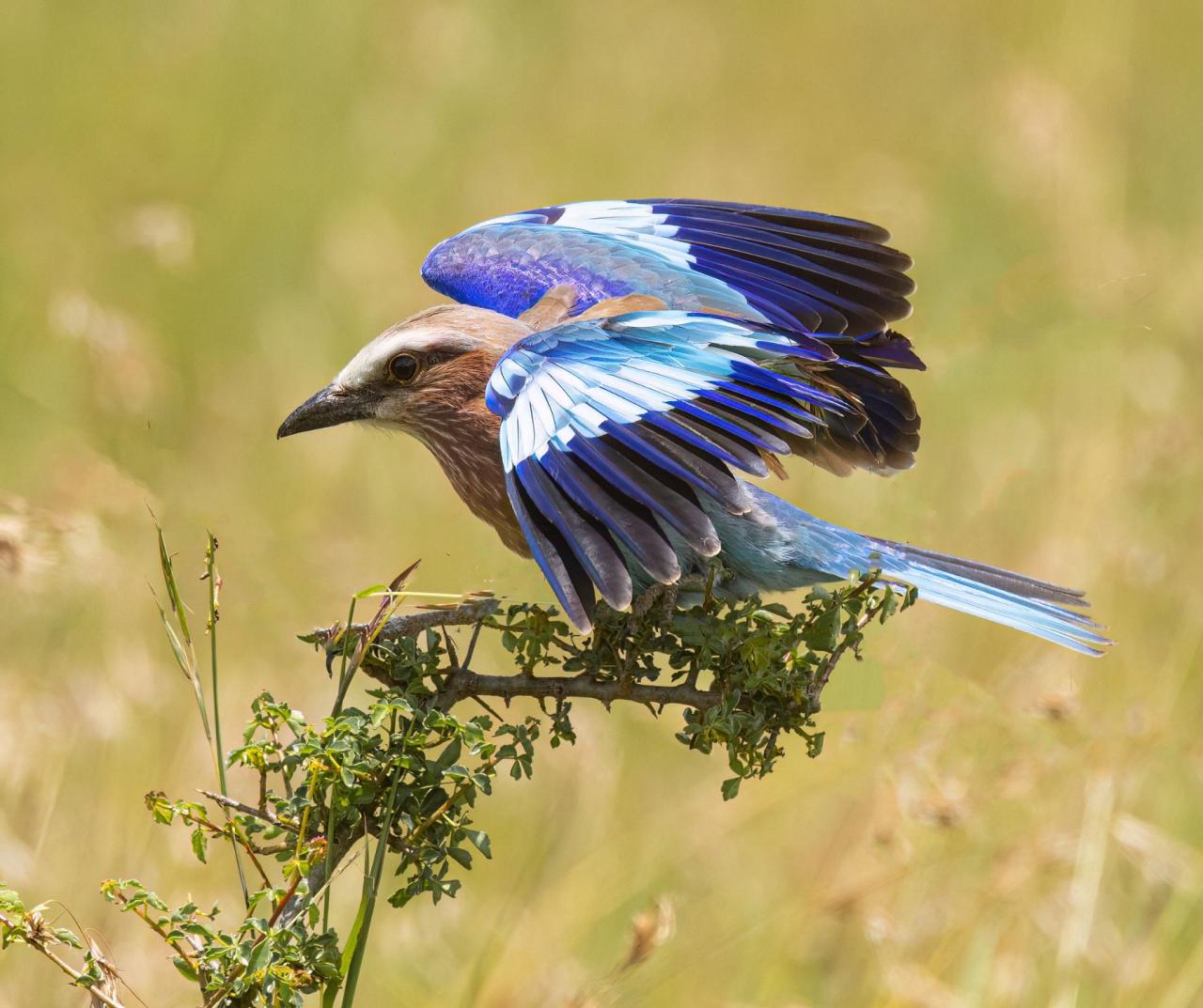 Birding Tanzania, Birding Africa, Southern Tanzania, Naturalist Journeys, Wildlife Tour, Wildlife Photography, Ecotourism, Specialty Birds, Endemic Birds, Birding Hotspot 