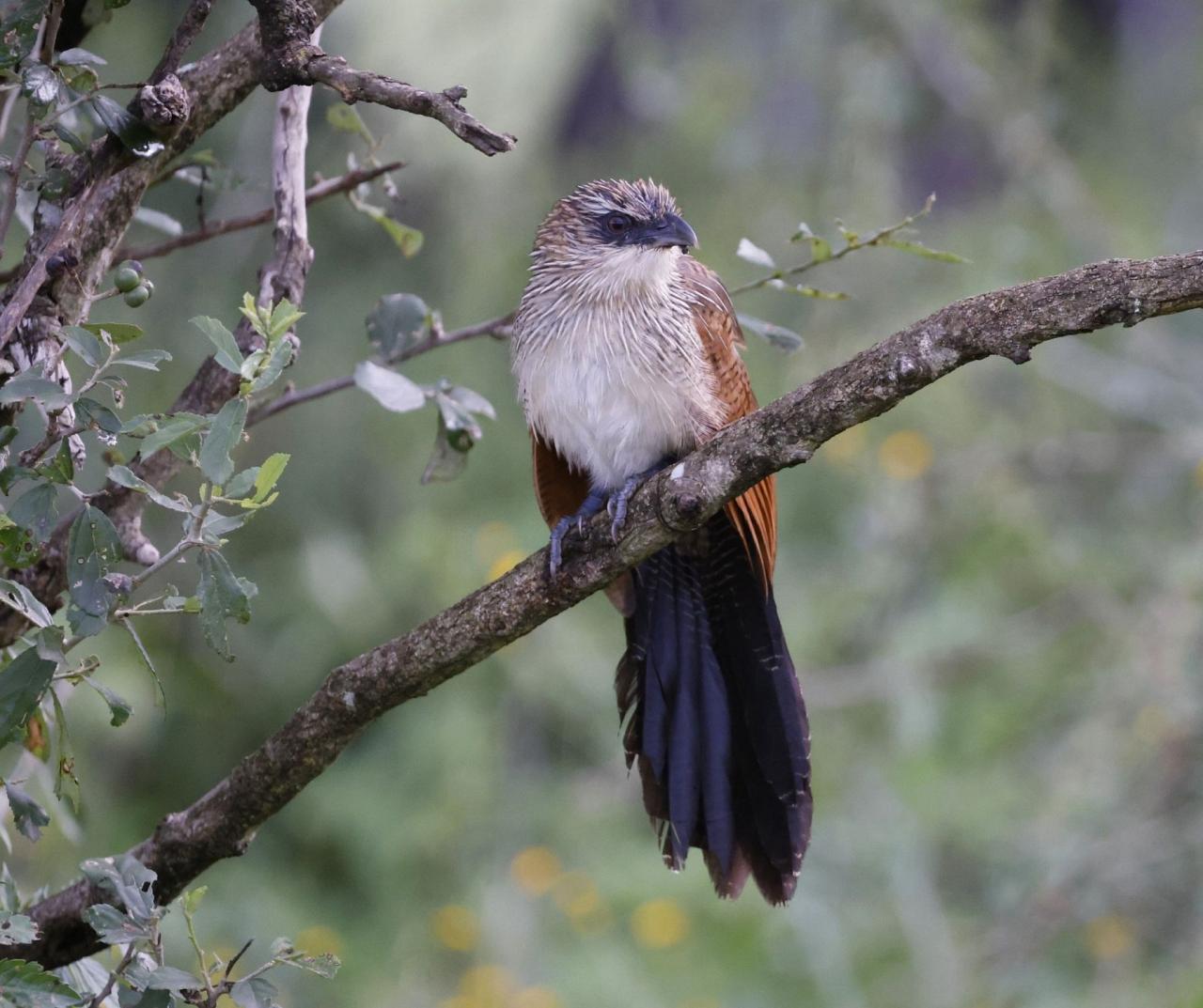 Birding Tanzania, Birding Africa, Southern Tanzania, Naturalist Journeys, Wildlife Tour, Wildlife Photography, Ecotourism, Specialty Birds, Endemic Birds, Birding Hotspot 