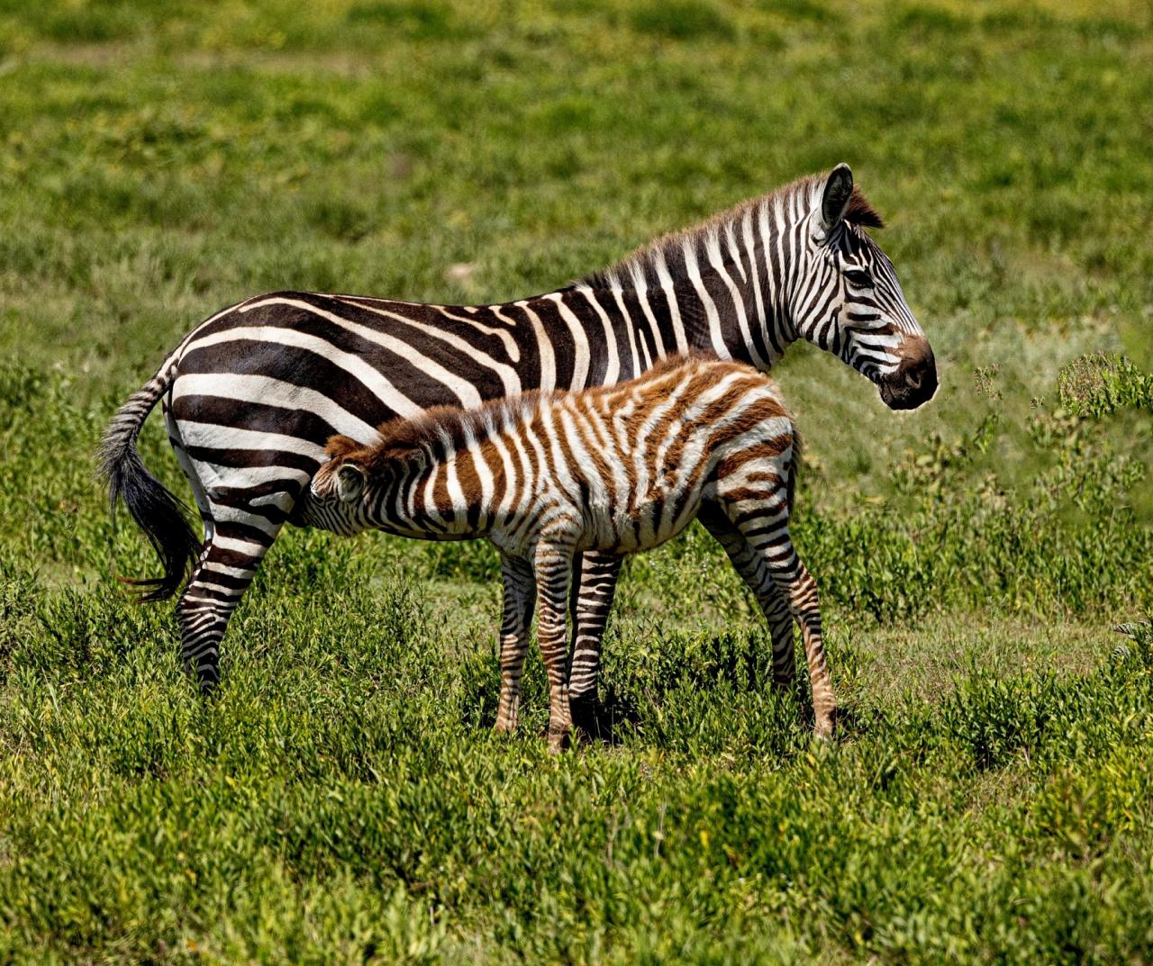 Birding Tanzania, Birding Africa, Southern Tanzania, Naturalist Journeys, Wildlife Tour, Wildlife Photography, Ecotourism, Specialty Birds, Endemic Birds, Birding Hotspot 