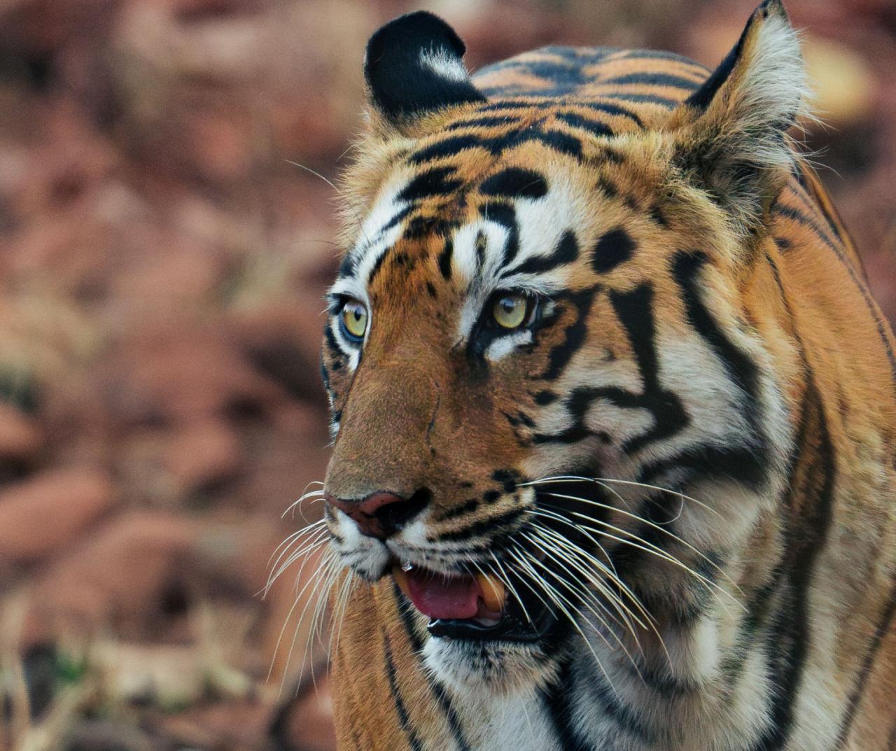 Birding India, Bird watching Asia, India Nature Tour, Big Cats in India, Naturalist Journeys, Wildlife Tour, Wildlife Photography, Ecotourism, Specialty Birds, Birding Hotspot, Tiger Reserve, Snow Leopards