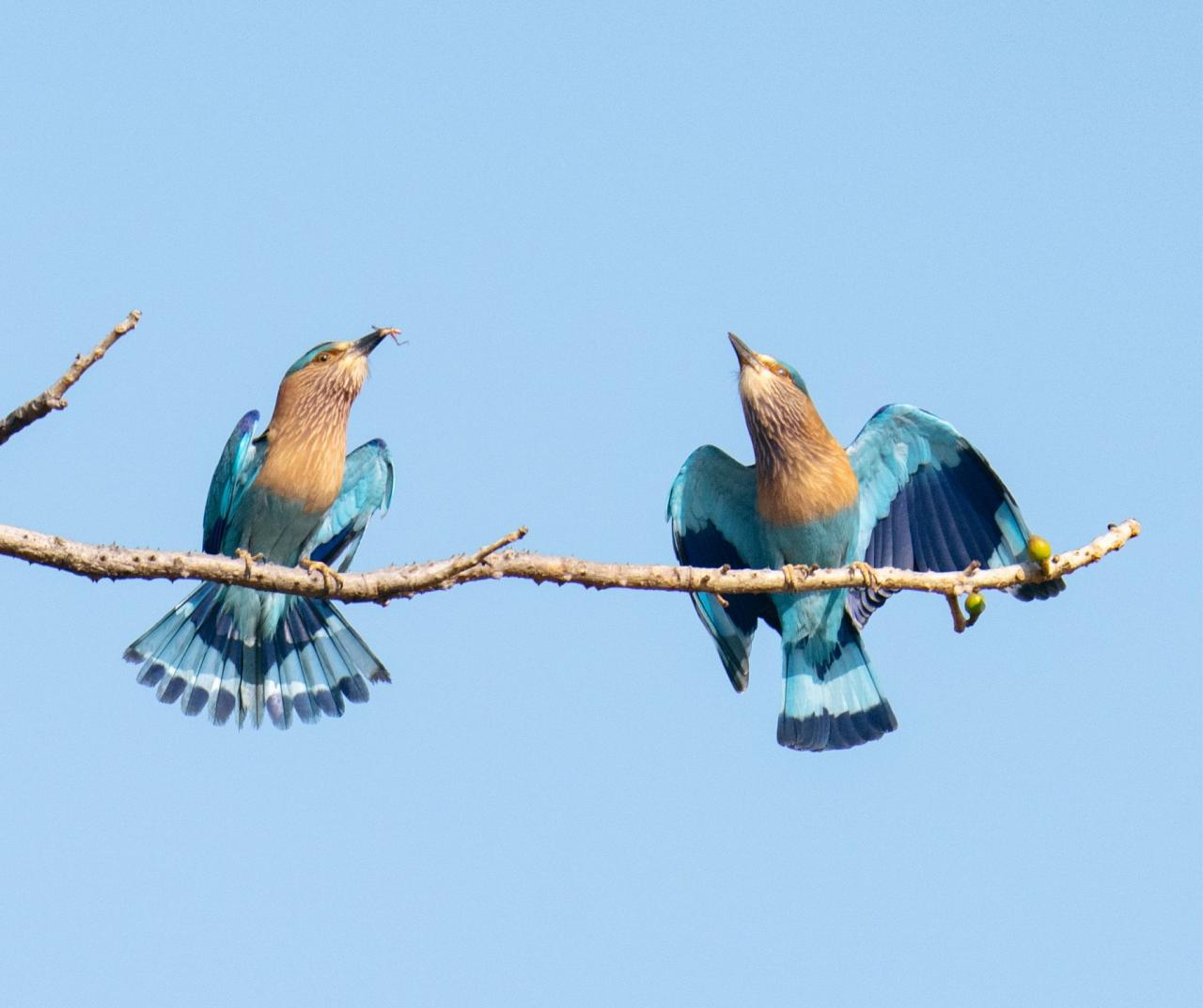 Birding India, Bird watching Asia, India Nature Tour, Big Cats in India, Naturalist Journeys, Wildlife Tour, Wildlife Photography, Ecotourism, Specialty Birds, Birding Hotspot, Tiger Reserve, Snow Leopards