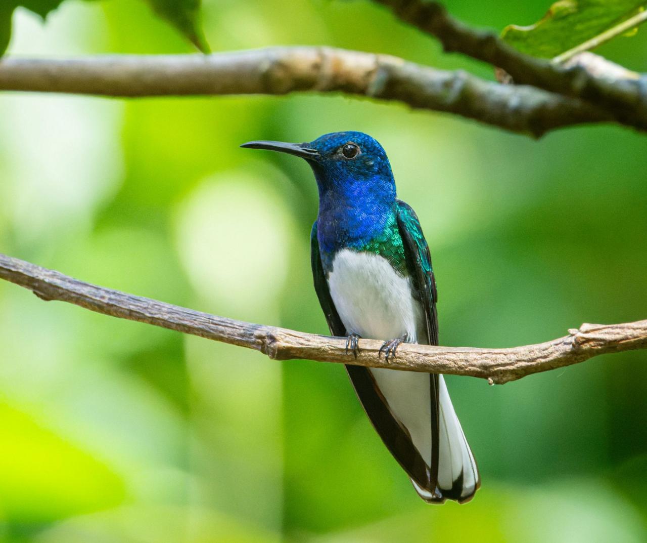Birding Belize, Bird watching, Central America, Neotropics, Naturalist Journeys, Wildlife Tour, Wildlife Photography, Ecotourism, Specialty Birds, Birding Hotspot