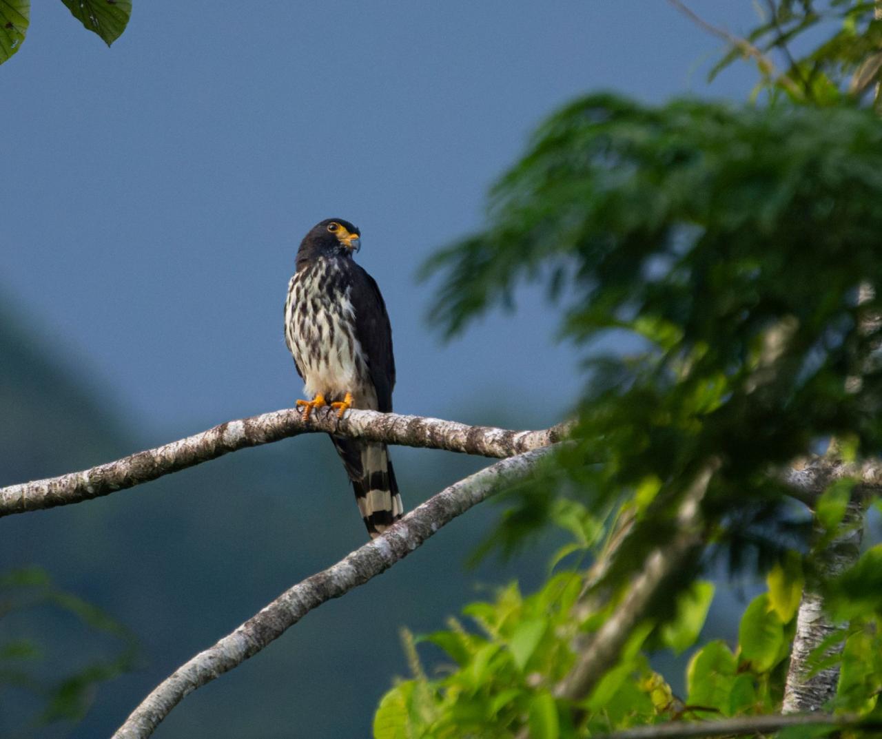 Birding Belize, Bird watching, Central America, Neotropics, Naturalist Journeys, Wildlife Tour, Wildlife Photography, Ecotourism, Specialty Birds, Birding Hotspot