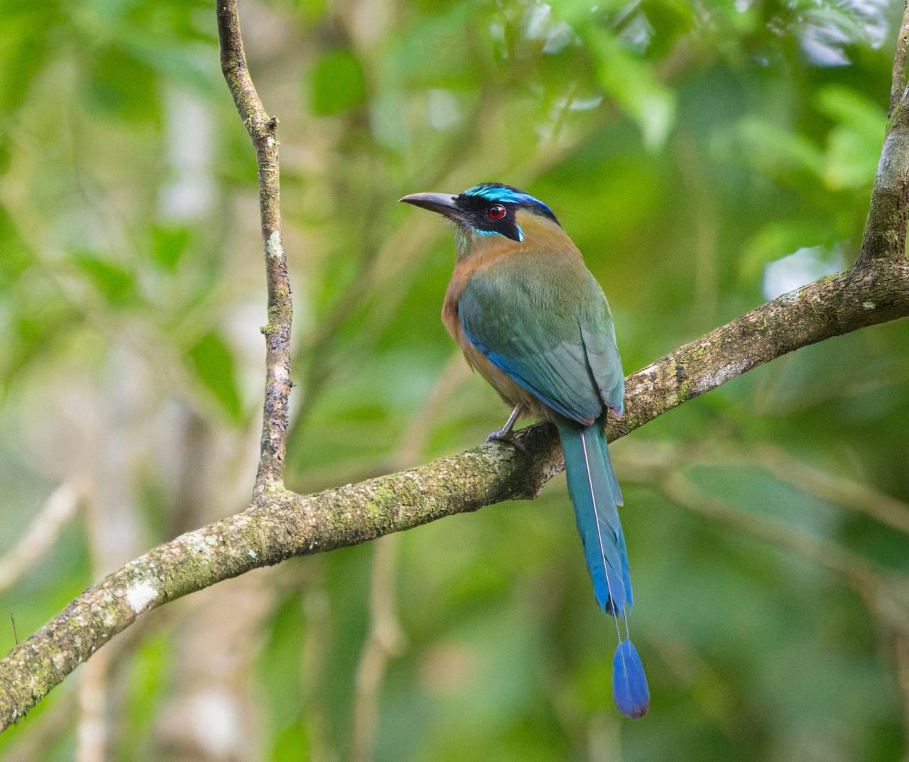 Birding Belize, Bird watching, Central America, Neotropics, Naturalist Journeys, Wildlife Tour, Wildlife Photography, Ecotourism, Specialty Birds, Birding Hotspot