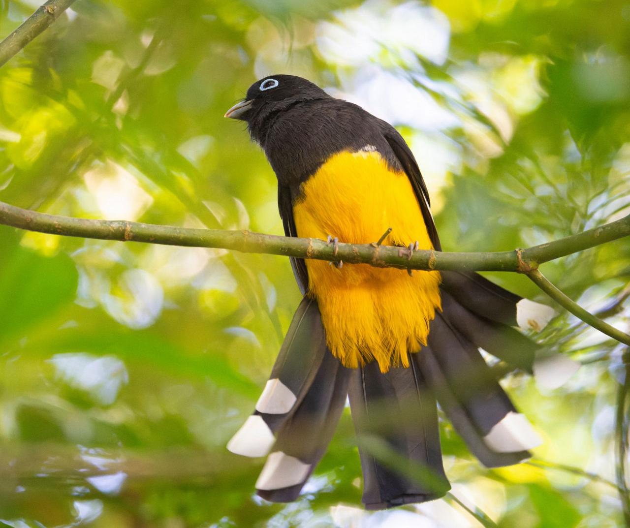 Birding Belize, Bird watching, Central America, Neotropics, Naturalist Journeys, Wildlife Tour, Wildlife Photography, Ecotourism, Specialty Birds, Birding Hotspot