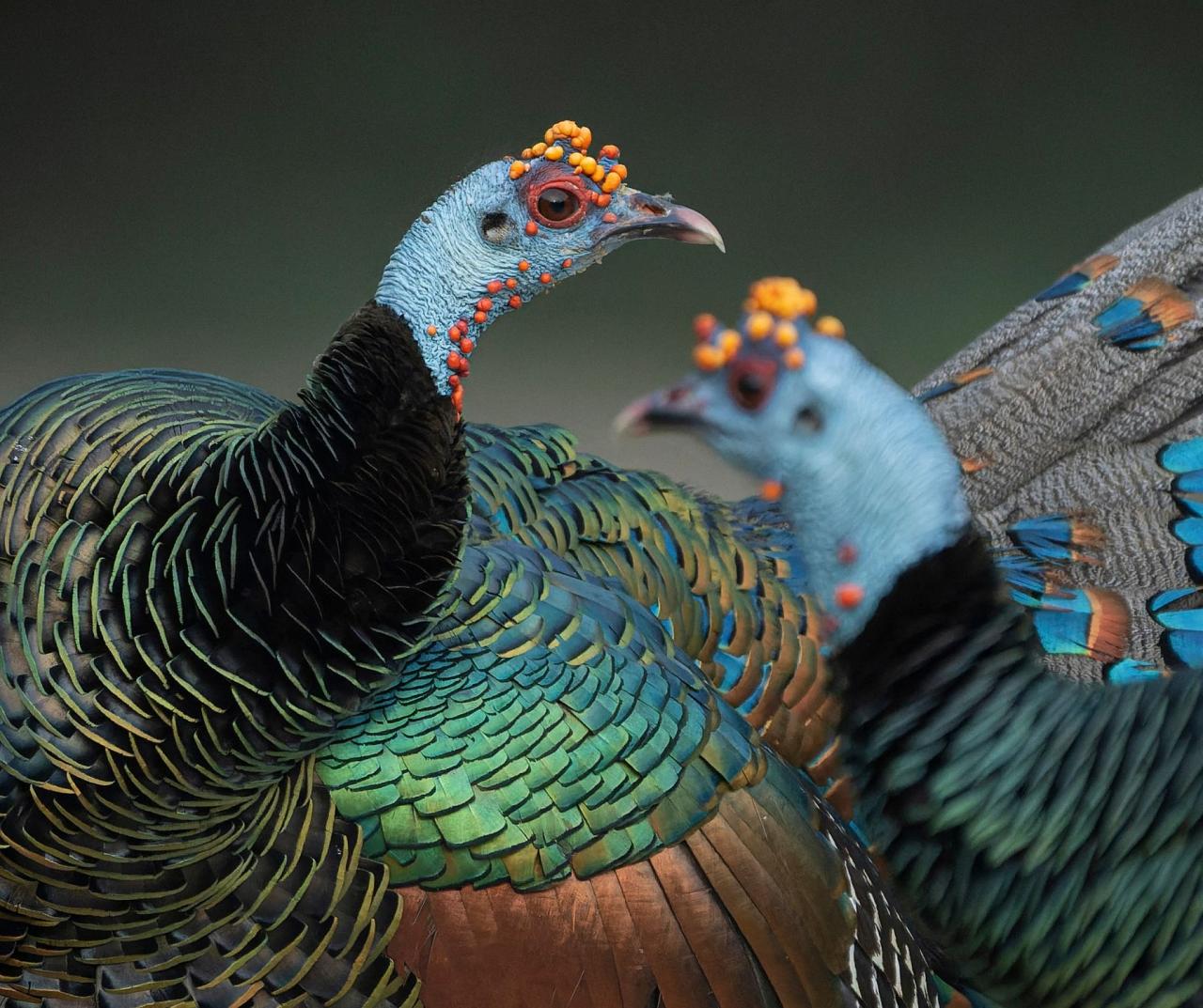Birding Belize, Bird watching, Central America, Neotropics, Naturalist Journeys, Wildlife Tour, Wildlife Photography, Ecotourism, Specialty Birds, Birding Hotspot
