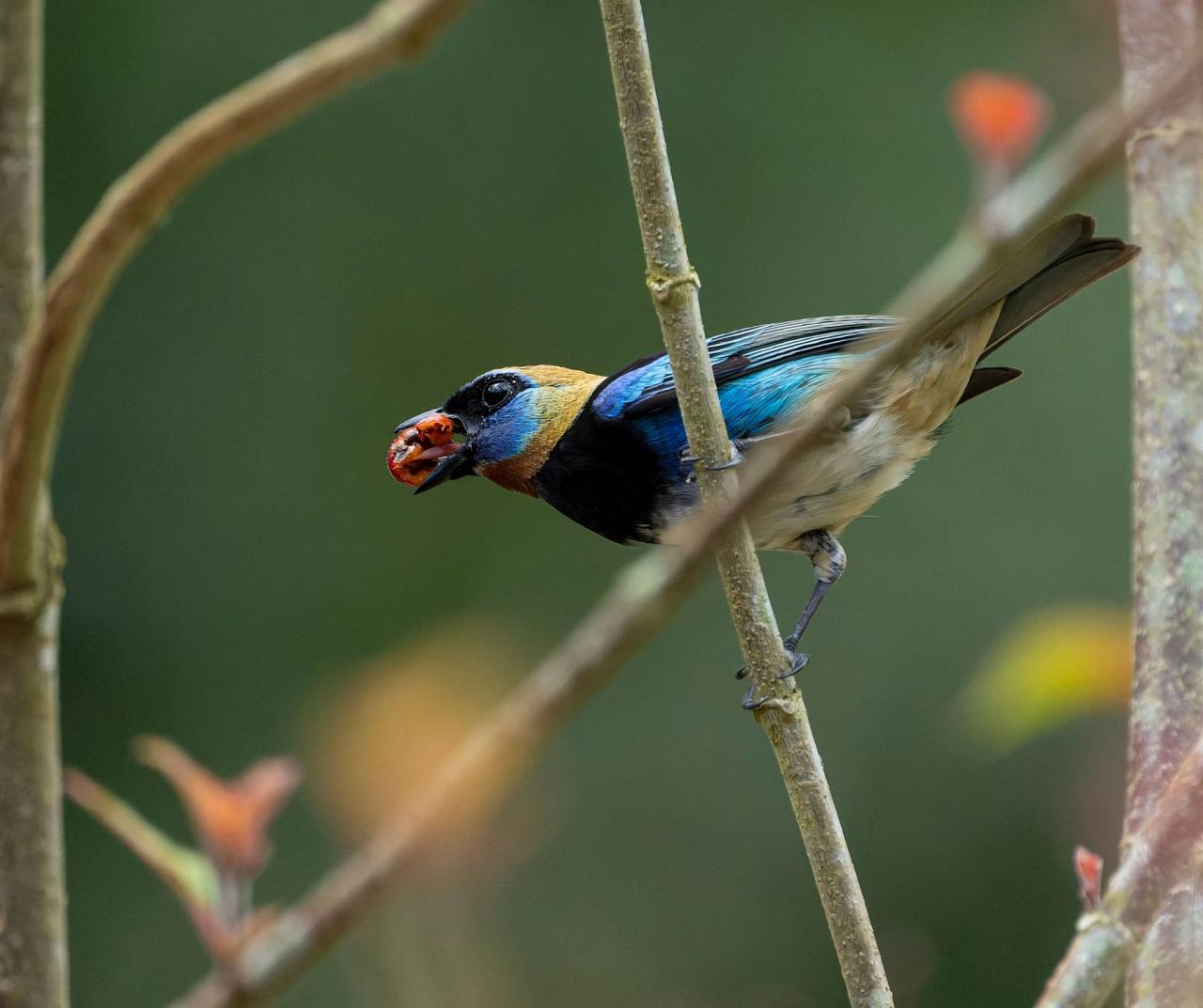 Birding Belize, Bird watching, Central America, Neotropics, Naturalist Journeys, Wildlife Tour, Wildlife Photography, Ecotourism, Specialty Birds, Birding Hotspot