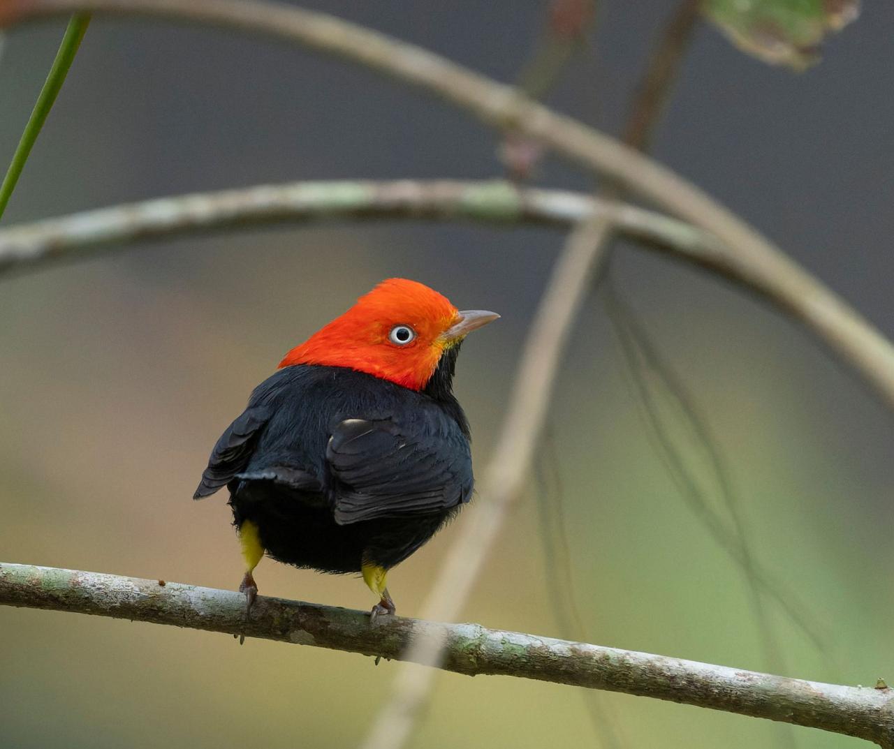Birding Belize, Bird watching, Central America, Neotropics, Naturalist Journeys, Wildlife Tour, Wildlife Photography, Ecotourism, Specialty Birds, Birding Hotspot