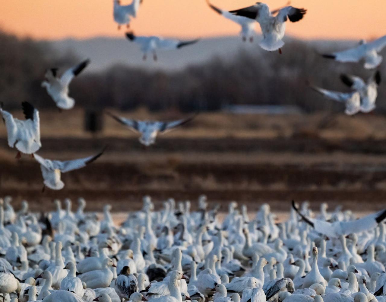 Birding New Mexico