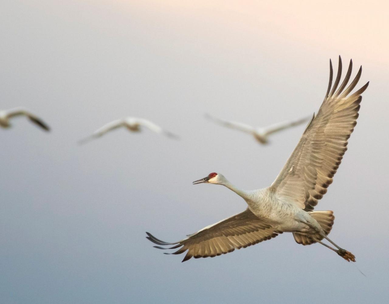Birding New Mexico