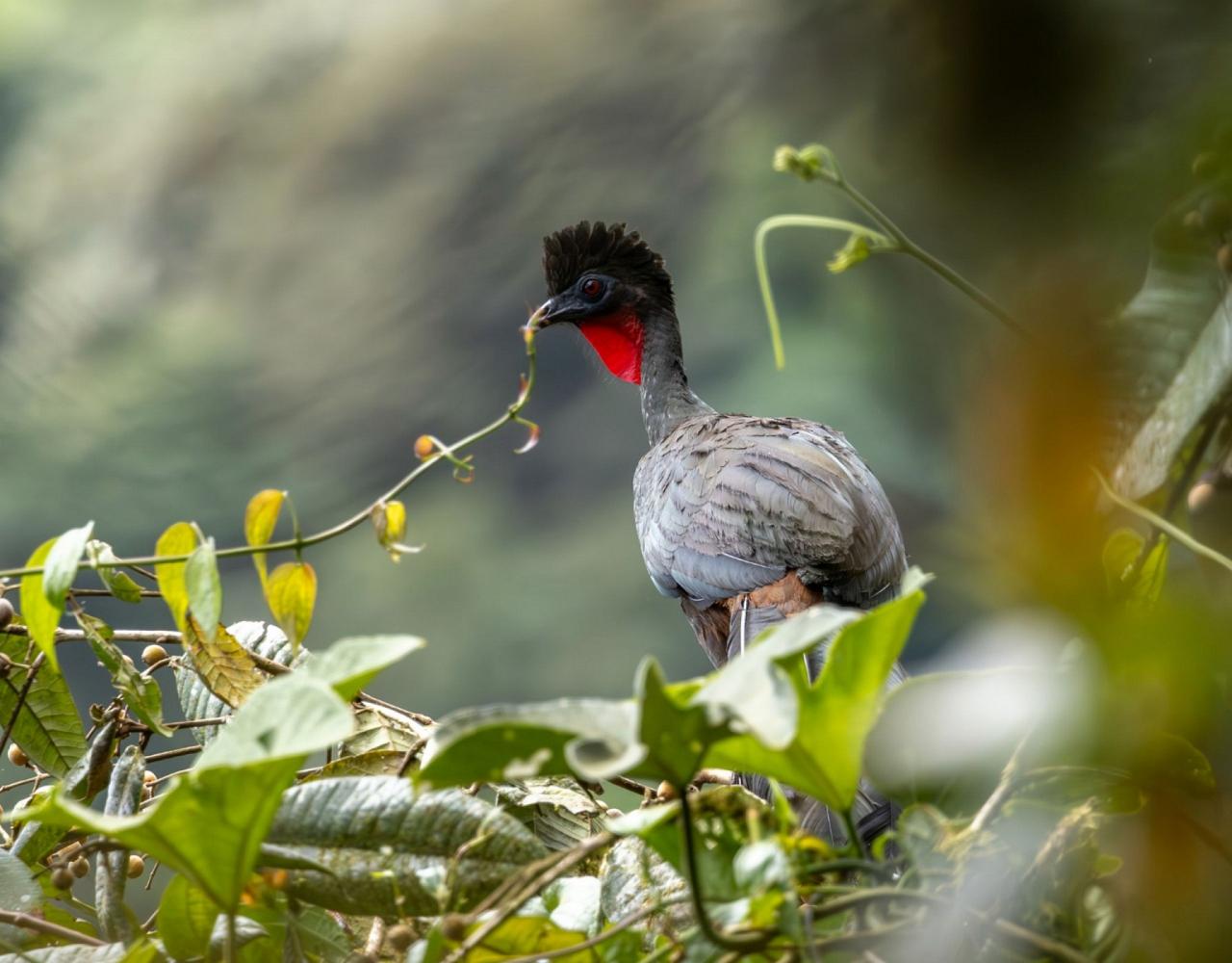 Birding Ecuador, Bird watching Ecuador, Ecuador, South American Birds, Naturalist Journeys, Wildlife Tour, Wildlife Photography, Ecotourism, Specialty Birds, Endemic Birds, Birding Hotspot